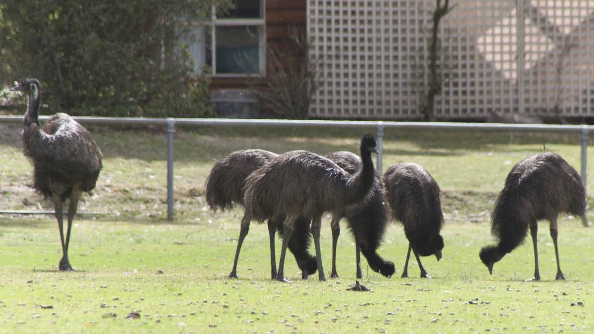Not emu-sed; emus are in breeding season