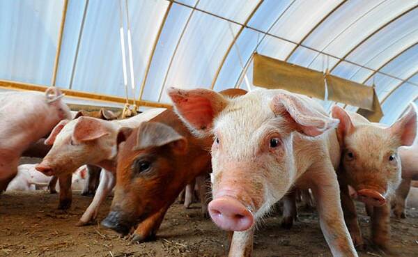 St Arnaud piggery gains approval for growth