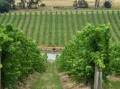 A wine company in NSW's Wentworth region stole just under 365 million litres of water to make wine. (Joel Carrett/AAP PHOTOS)