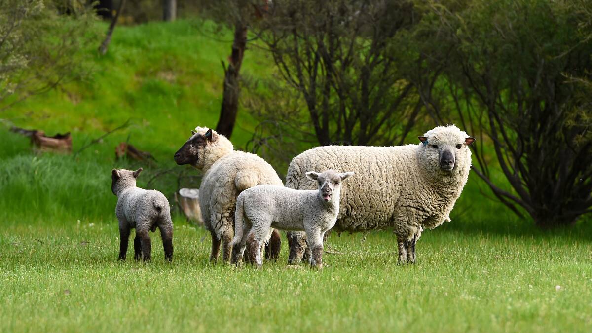 Dogs are attacking sheep in the Golden Plains Shire. File picture by Adam Trafford